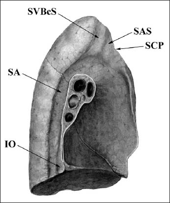 A plea for an extension of the anatomical nomenclature: Organ systems