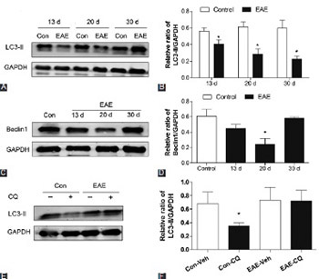 Defective autophagy is associated with neuronal injury in a mouse model of multiple sclerosis