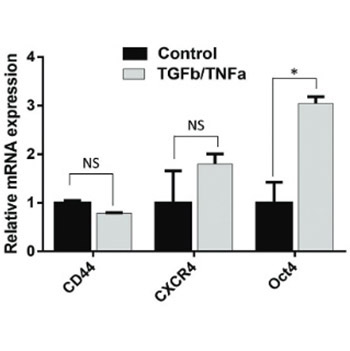 CD44 silencing decreases the expression of stem cell-related factors induced by transforming growth factor β1 and tumor necrosis factor α in lung cancer: Preliminary findings