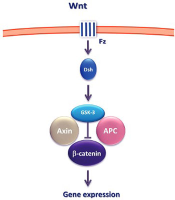 Epigenetic alterations of the Wnt signaling pathway in cancer: a mini review