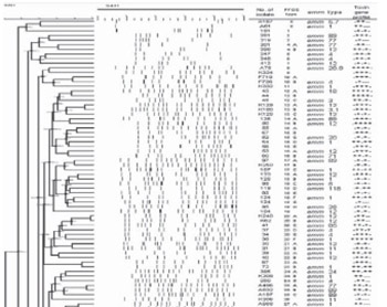Evaluation of emm gene types, toxin gene profiles and clonal relatedness of group A streptococci