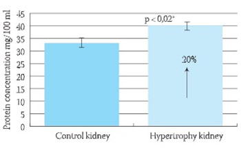 Angiotensin Converting Enzyme Activity in Compensatory Renal Hypertrophy