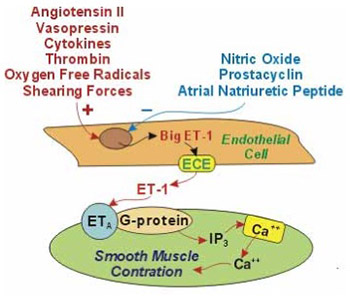 Endothelin in health and disease