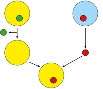 therapeutic cloning graph