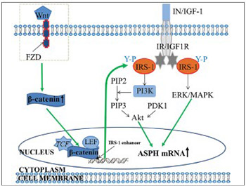 Recent advances in research on aspartate β-hydroxylase (ASPH) in pancreatic cancer: A brief update