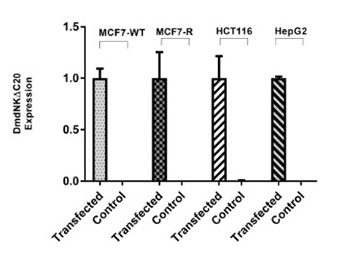 Recombinant deoxyribonucleoside kinase from Drosophila melanogaster can improve gemcitabine based combined gene/chemotherapy for targeting cancer cells