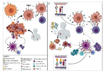 Targeted immunotherapy with a checkpoint inhibitor in combination with chemotherapy:  A new clinical paradigm in the treatment of triple-negative breast cancer