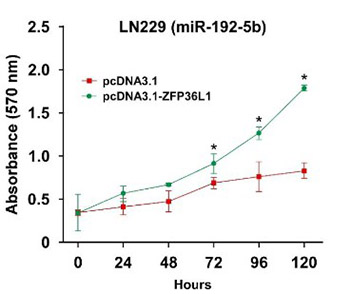 Overexpression of microRNA-129-5p in glioblastoma inhibits cell proliferation, migration, and colony-forming ability by targeting ZFP36L1