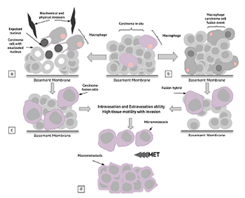 The natural adaptive evolution of cancer: The metastatic ability of cancer cells