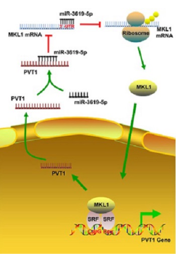 Long non-coding RNA PVT1 regulates the migration of hepatocellular carcinoma HepG2 cells via miR-3619-5p/MKL1 axis