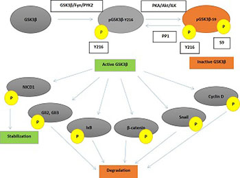 The role of glycogen synthase kinase 3 (GSK3) in cancer with emphasis on ovarian cancer development and progression: A comprehensive review