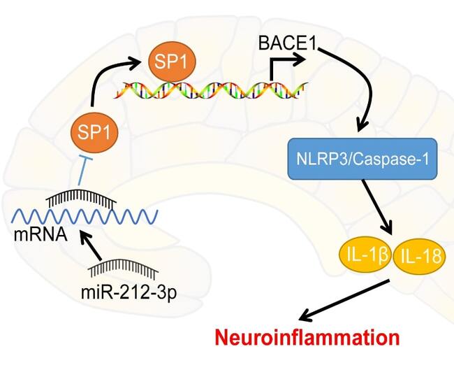 miR-212-3p attenuates neuroinflammation of rats with Alzheimer's disease via regulating the SP1/BACE1/NLRP3/Caspase-1 signaling pathway