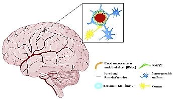 Astrocytes and human artificial blood-brain barrier models