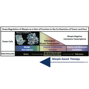 Tumor suppressor maspin as a modulator of host immune response to cancer