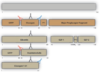 Do glucagonomas always produce glucagon?