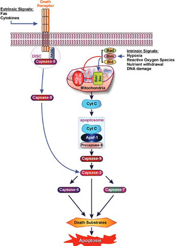 Apoptosis in pancreatic β-islet cells in Type 2 diabetes