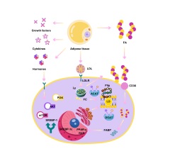 Metabolic dysregulation in obese women and the carcinogenesis of gynecological tumors: A review