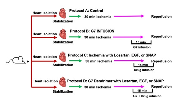 The cardiac toxicity of PAMAM dendrimer drug delivery systems can be attenuated with the adjunct use of cardioprotective agents