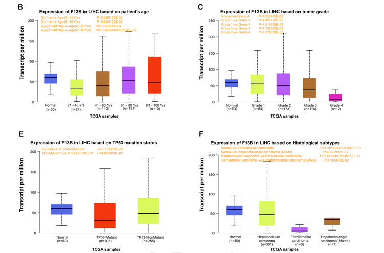 F13B regulates angiogenesis and tumor progression in hepatocellular carcinoma via the HIF-1α/VEGF pathway