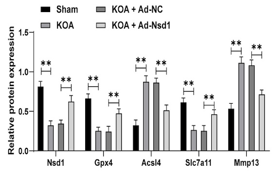 Epigenetic mechanisms of Nsd1-mediated histone methylation modifications in chondrocyte ferroptosis in knee osteoarthritis