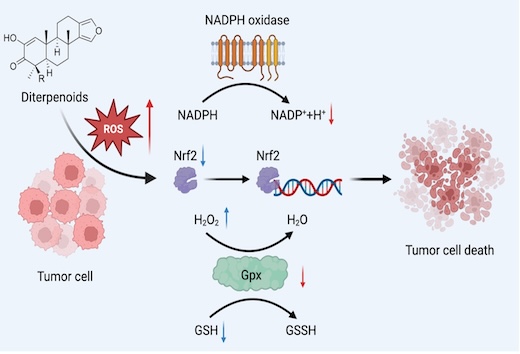 Exploring the therapeutic potential of diterpenes in gastric cancer: Mechanisms, efficacy, and clinical prospects