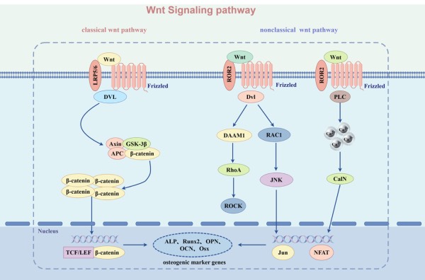 Inhibitors of the Wnt pathway in osteoporosis: Mechanisms of action and potential as therapeutic targets