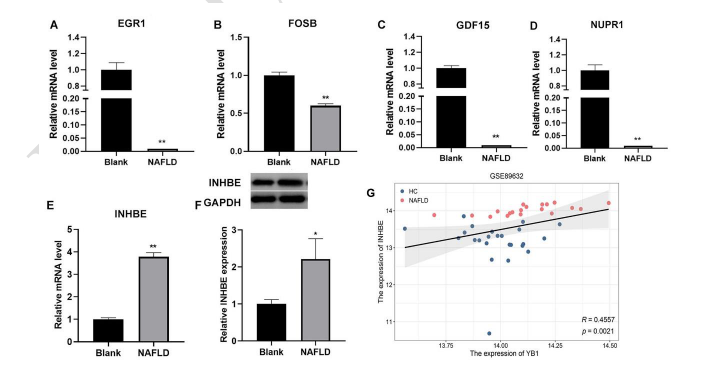 Mechanistic insights into Y-Box binding protein-1 mediated regulation of lipid metabolism and oxidative stress in NAFLD via INHBE/TNF-β pathway