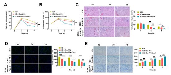 PF4 inhibits ferroptosis-mediated intracerebral hemorrhage through modulating the CXCR3/AKT1/SLC7A11 signaling pathway