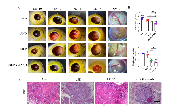 Andrographolide suppresses cervical cancer progression by targeting angiogenesis and inducing apoptosis in a CAM-PDX model