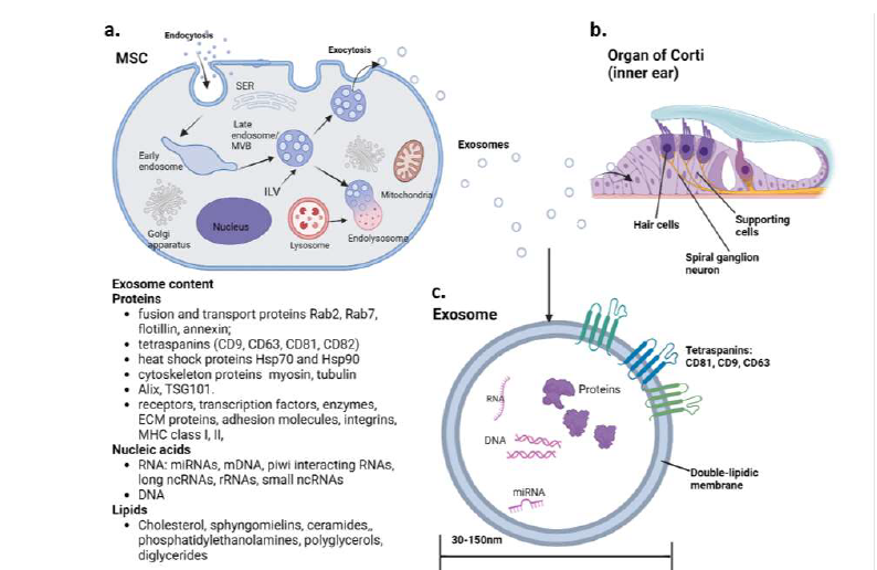 Mesenchymal stem cell- derived exosomes as cell-free therapeutics for sensorineural hearing loss