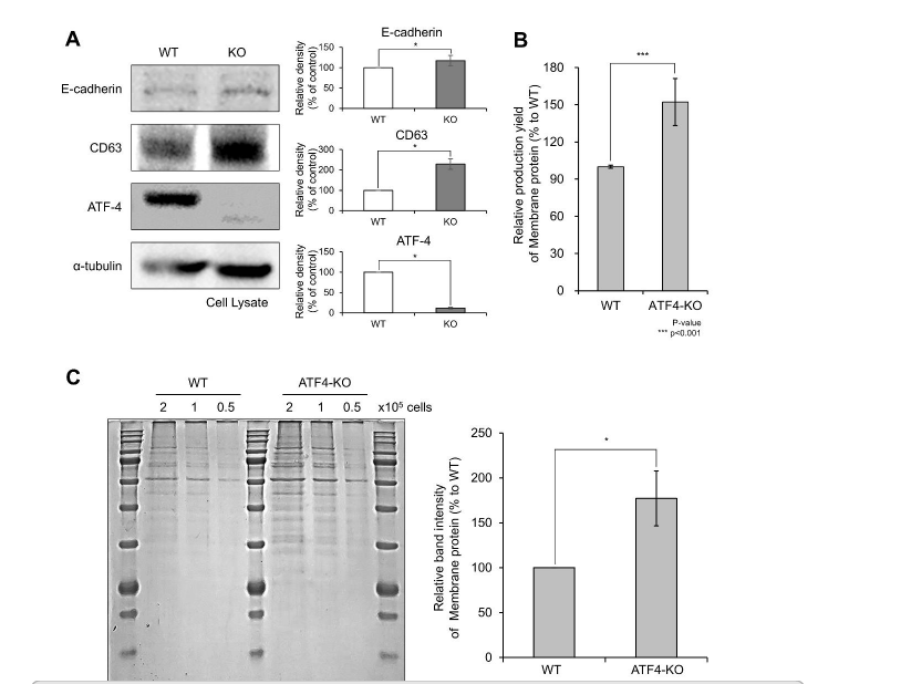 Enhanced membrane protein production in HEK293T cells via ATF4 gene knockout: A CRISPR-Cas9 mediated approach