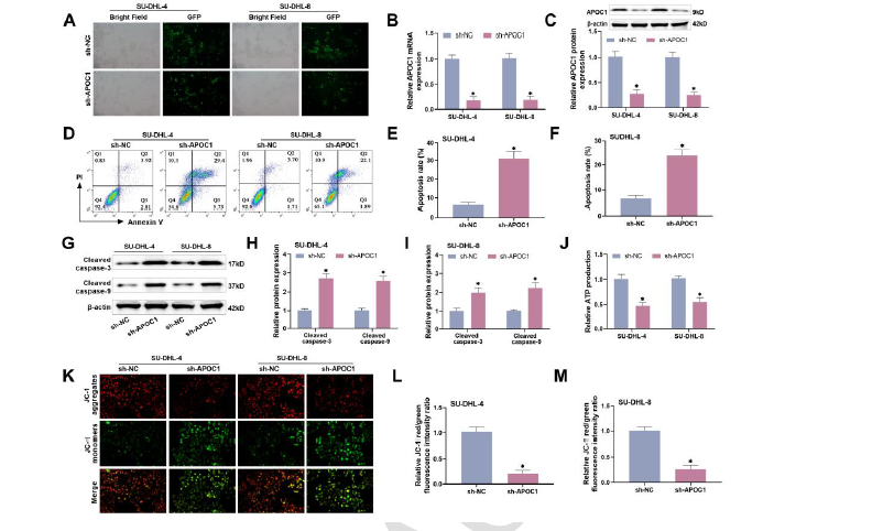 APOC1 knockdown induces apoptosis and decreases angiogenesis in diffuse large B-cell lymphoma cells through blocking the PI3K/AKT/mTOR pathway