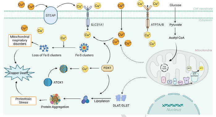 The molecular mechanisms of cuproptosis and its relevance to atherosclerosis