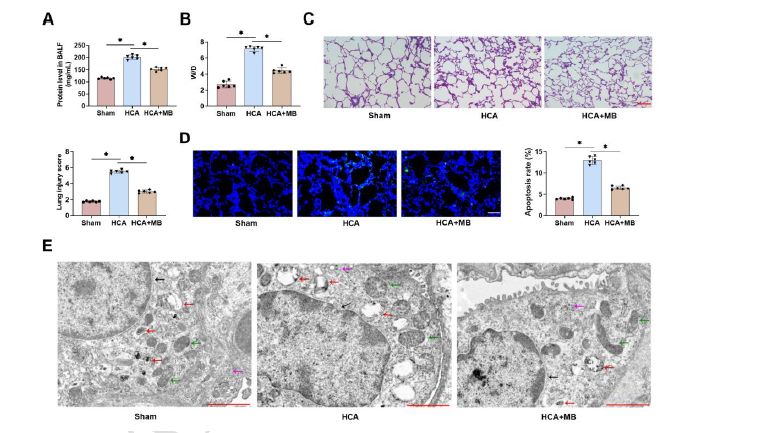 Methylene blue mitigates lung injury in HCA rats by regulating macrophage pyroptosis via Nrf2/HO-1 and NLRP3 pathways