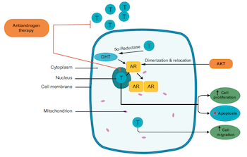 A comprehensive review on the molecular basis and therapeutic targets in prostate cancer