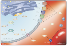 S1P/S1PR signaling pathway advancements in autoimmune diseases