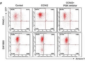 CCNI2 promotes pancreatic cancer through PI3K/AKT signaling pathway