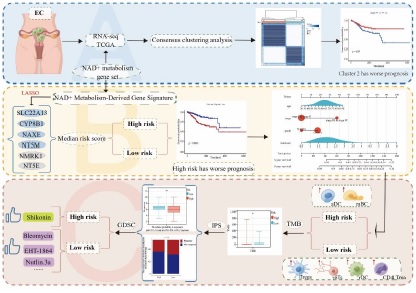 Comprehensive analysis of a NAD+ metabolism-derived gene signature to predict the prognosis and immune landscape in endometrial cancer
