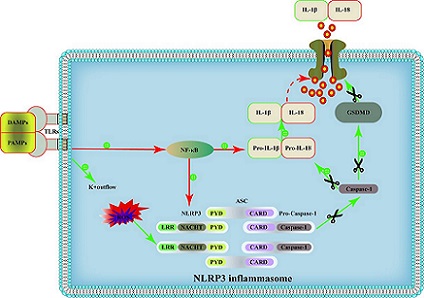 The roles of ubiquitination and deubiquitination of NLRP3 inflammasome in inflammation-related diseases: A review